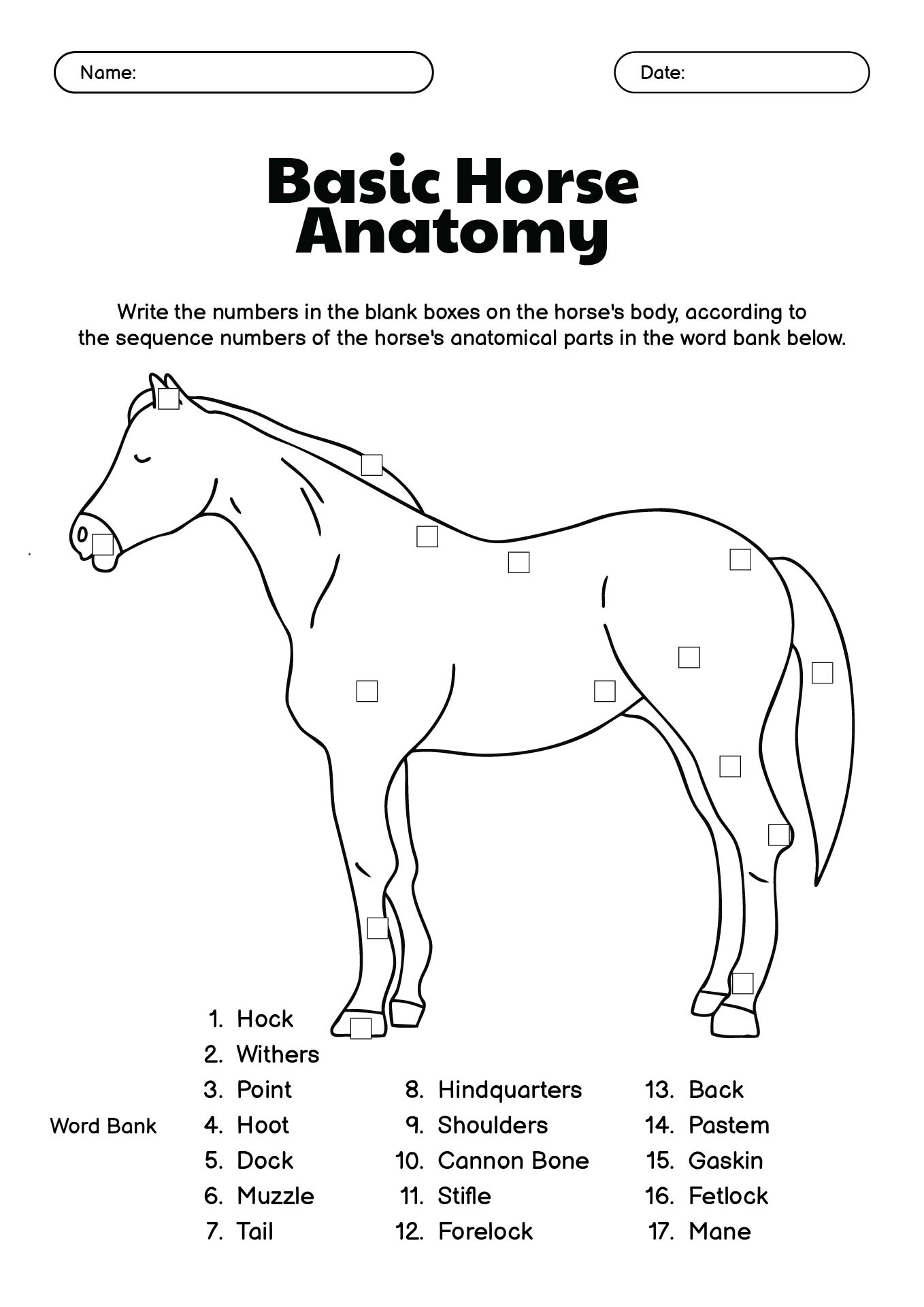 15 Horse Anatomy Worksheets Printable Free PDF At Worksheeto
