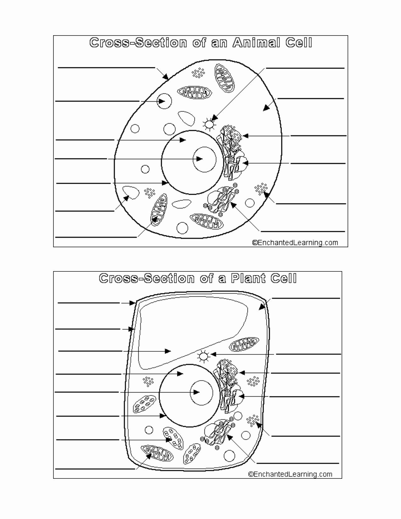 18 Plant And Animal Cells Ideas Animal Cell Plant And Animal Cells Science Cells
