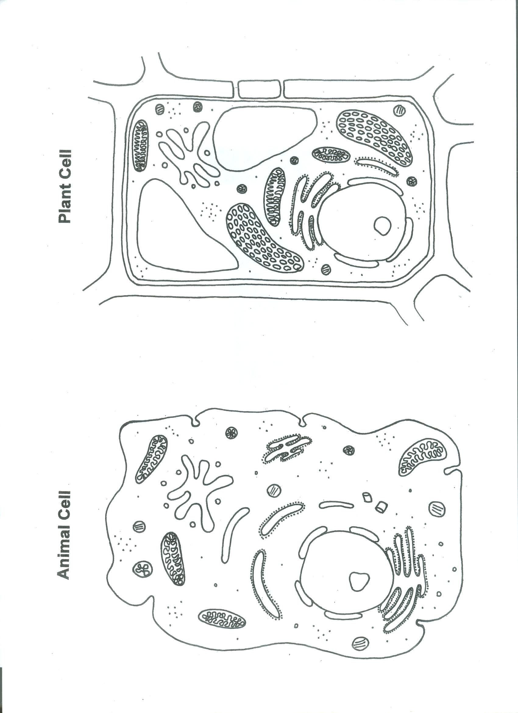 Animal And Plant Cell Worksheet Pdf