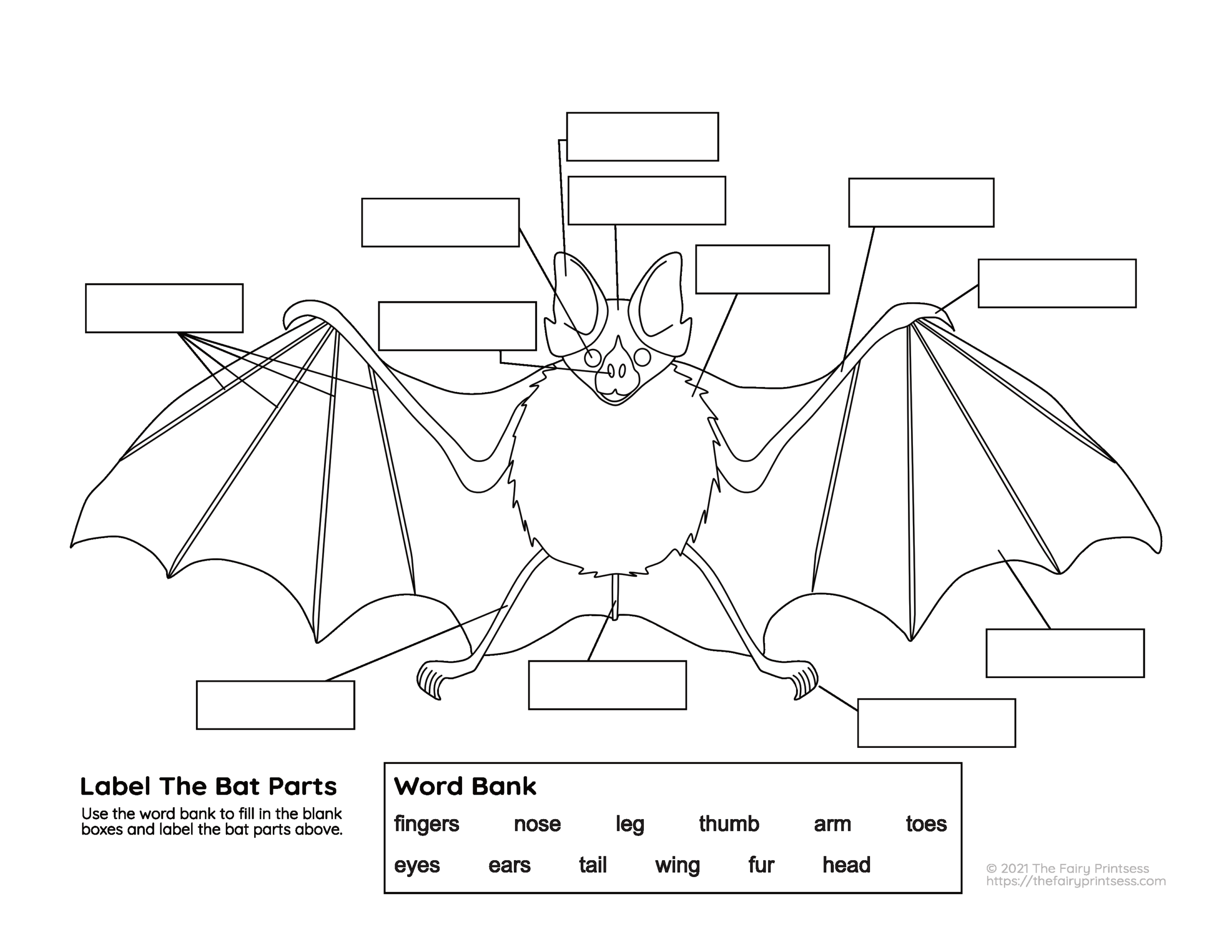 Bat Parts Free Printable Activities Perfect For Learning Animal Science