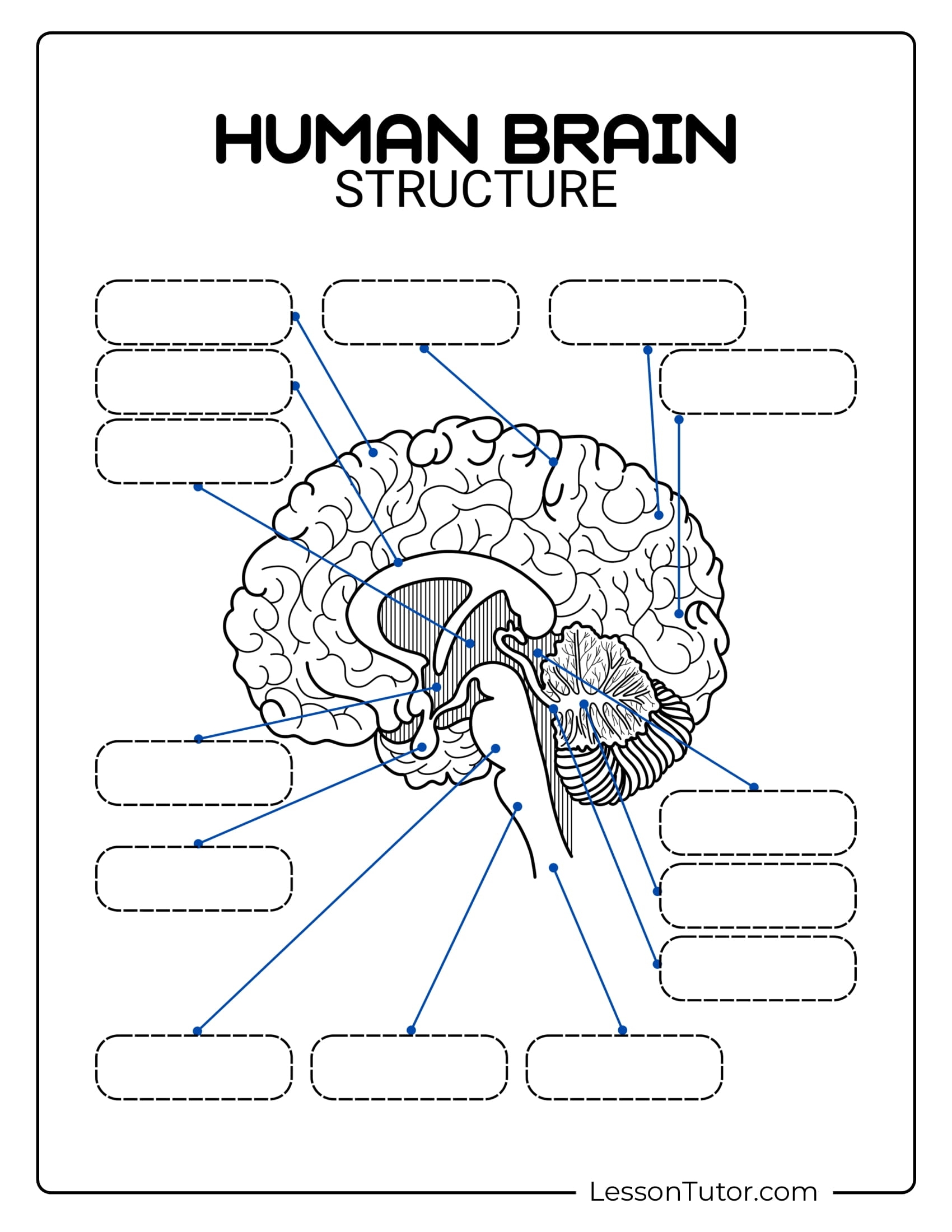 The Brain Anatomy Free Worksheet For Kids SKOOLGO