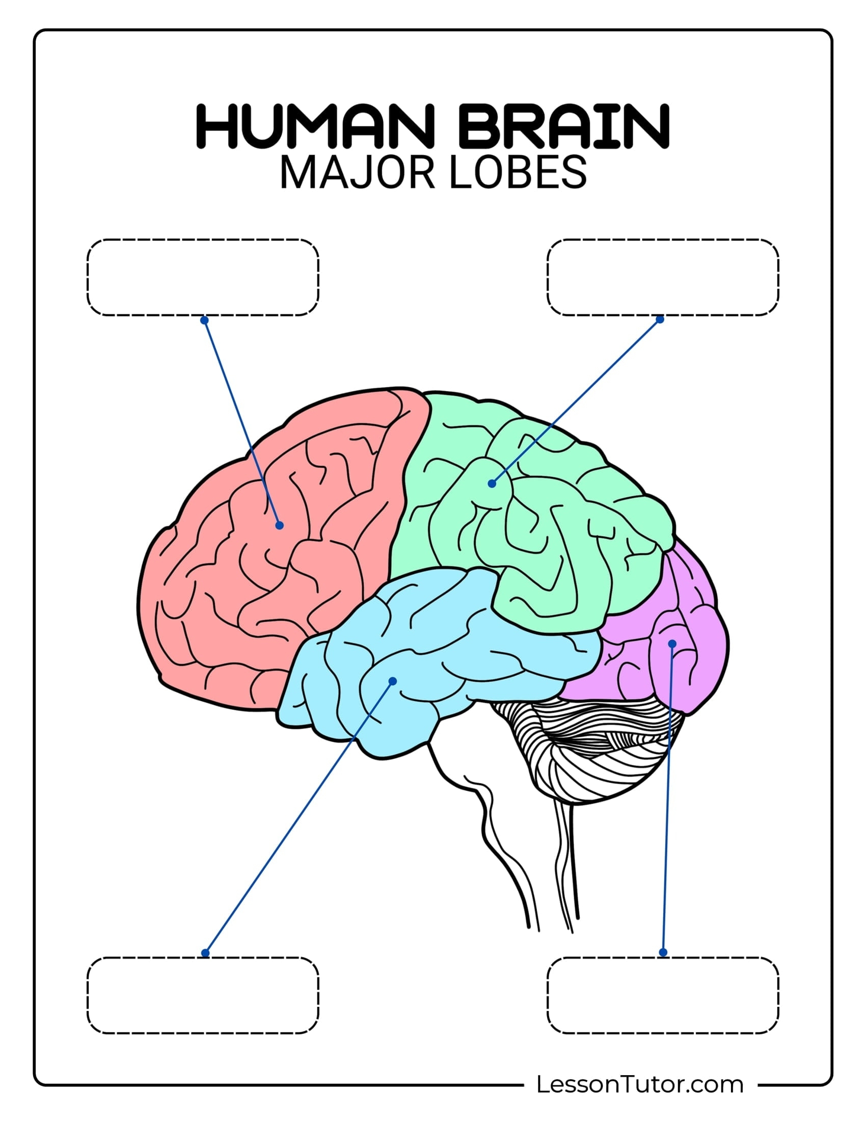 Brain Labeling Worksheets Lesson Tutor