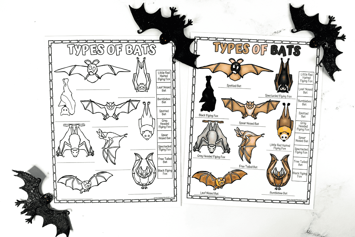 Bat Parts Free Printable Activities Perfect For Learning Animal Science