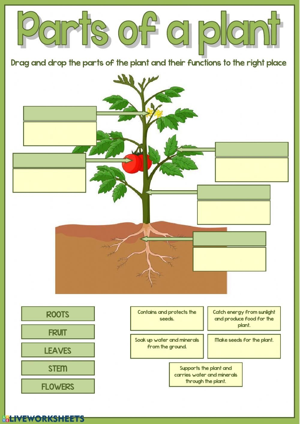 Discover 7 Class 3 And Science Worksheets Ideas Plants Worksheets Parts Of A Plant Plant Activities And More