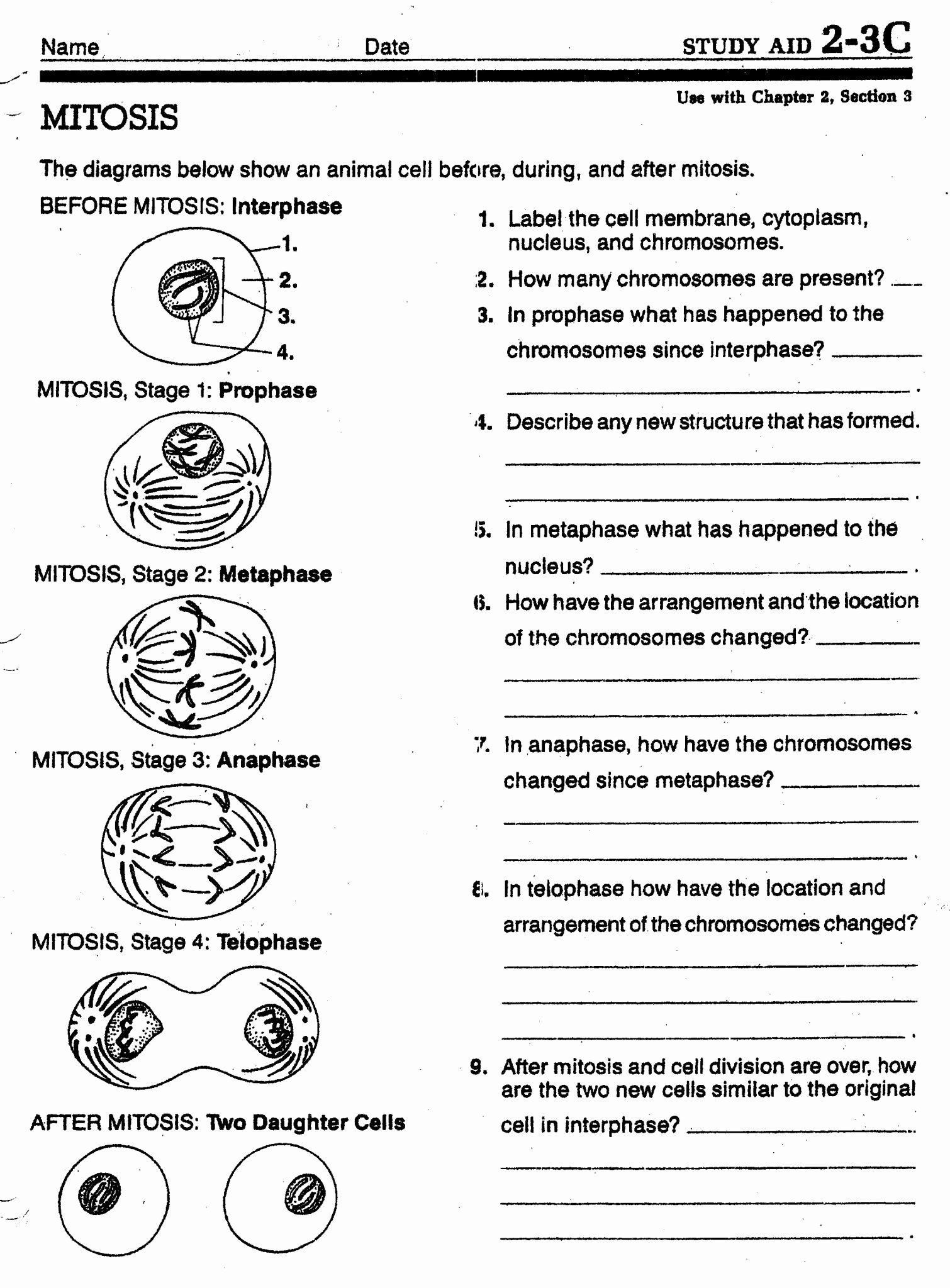 Free Cell Division Worksheet Pdf Download Free Cell Division Worksheet Pdf Png Images Free Worksheets On Clipart Library Free Cell Division Worksheet Pdf Download Free Cell Division Worksheet Pdf Png Images Free Worksheets On Clipart Library