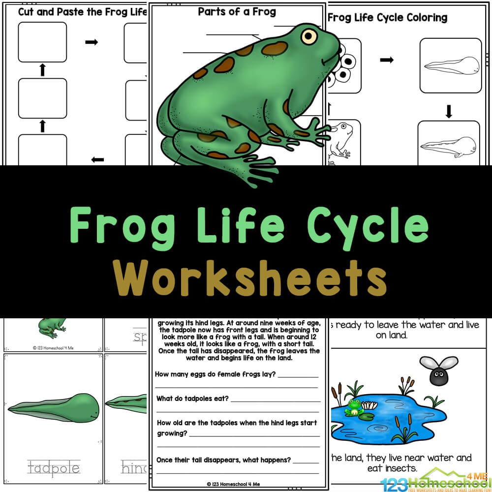 FREE Frog Life Cycle Worksheets For Kids FREE Frog Life Cycle Worksheets For Kids