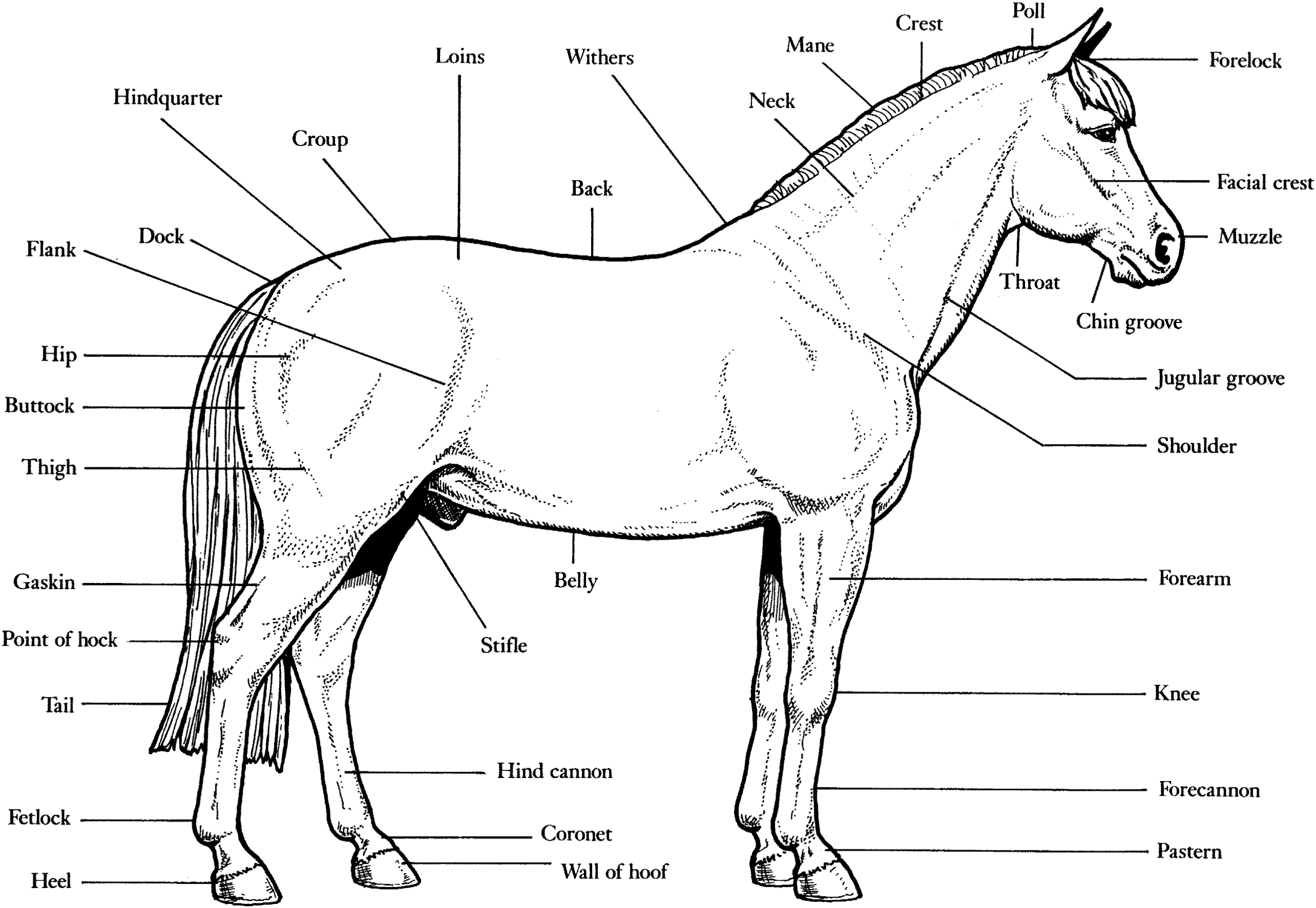 Horse Body Parts Jackson Hole Therapeutic Riding Worksheets Library