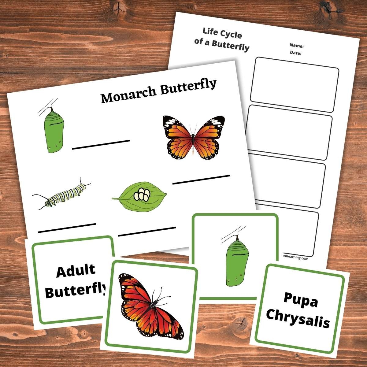 Free Life Cycle Of A Butterfly Worksheets And Printables