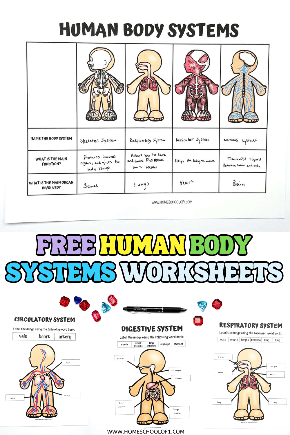 Free Human Anatomy Printable Pack Homeschool Compass