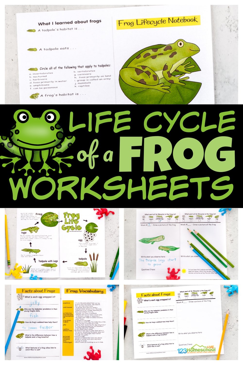 FREE Printable Life Cycle Of A Frog Worksheets FREE Printable Life Cycle Of A Frog Worksheets