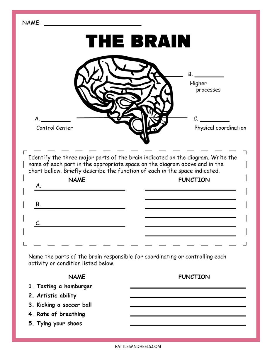 Grade 6 Science Interactive Worksheet Worksheets Library