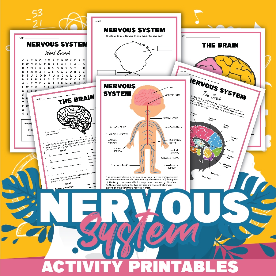 Free Science Worksheets The Nervous System Adanna Dill Teaching The Scientific Method A Free Printable Feels Like Home