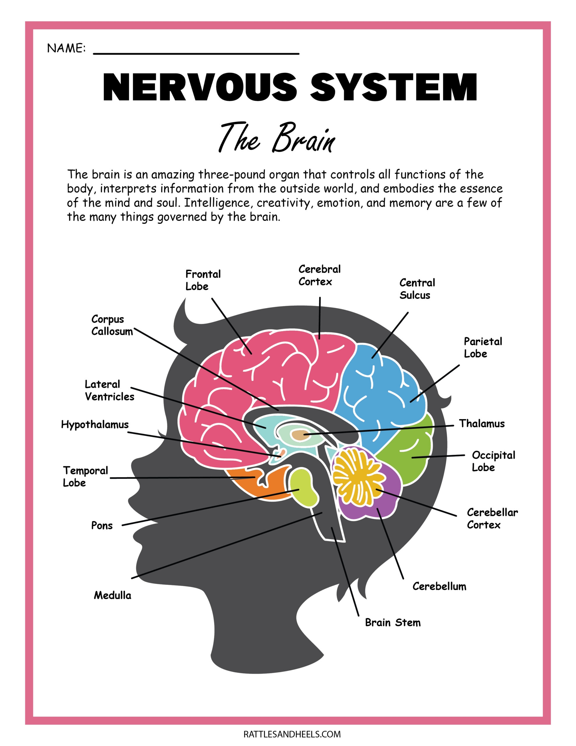 Free Science Worksheets The Nervous System Adanna Dill Free Science Worksheets The Nervous System Adanna Dill