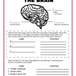 Free Science Worksheets The Nervous System Adanna Dill