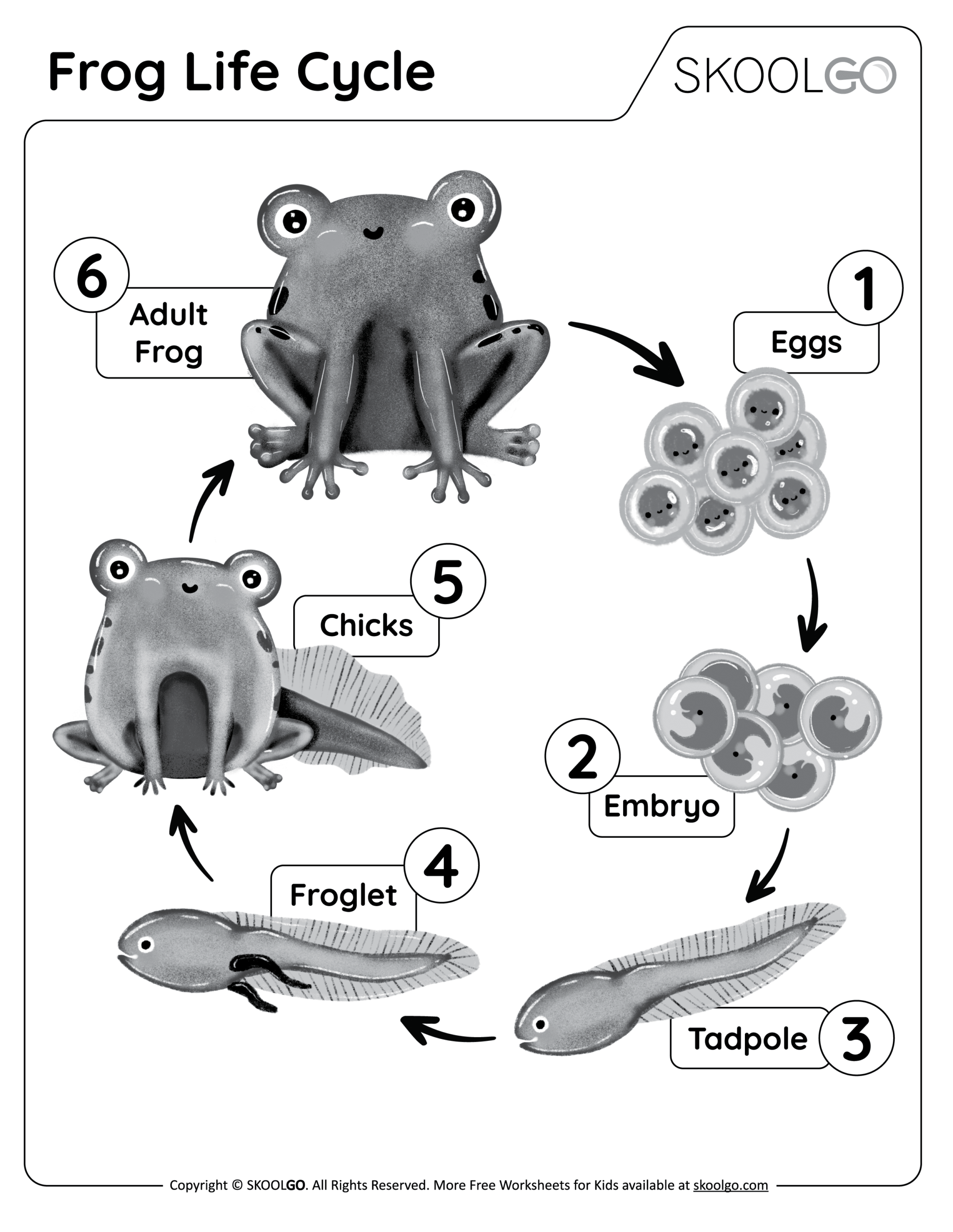 Frog Life Cycle Free Worksheet SKOOLGO Frog Life Cycle Free Worksheet SKOOLGO