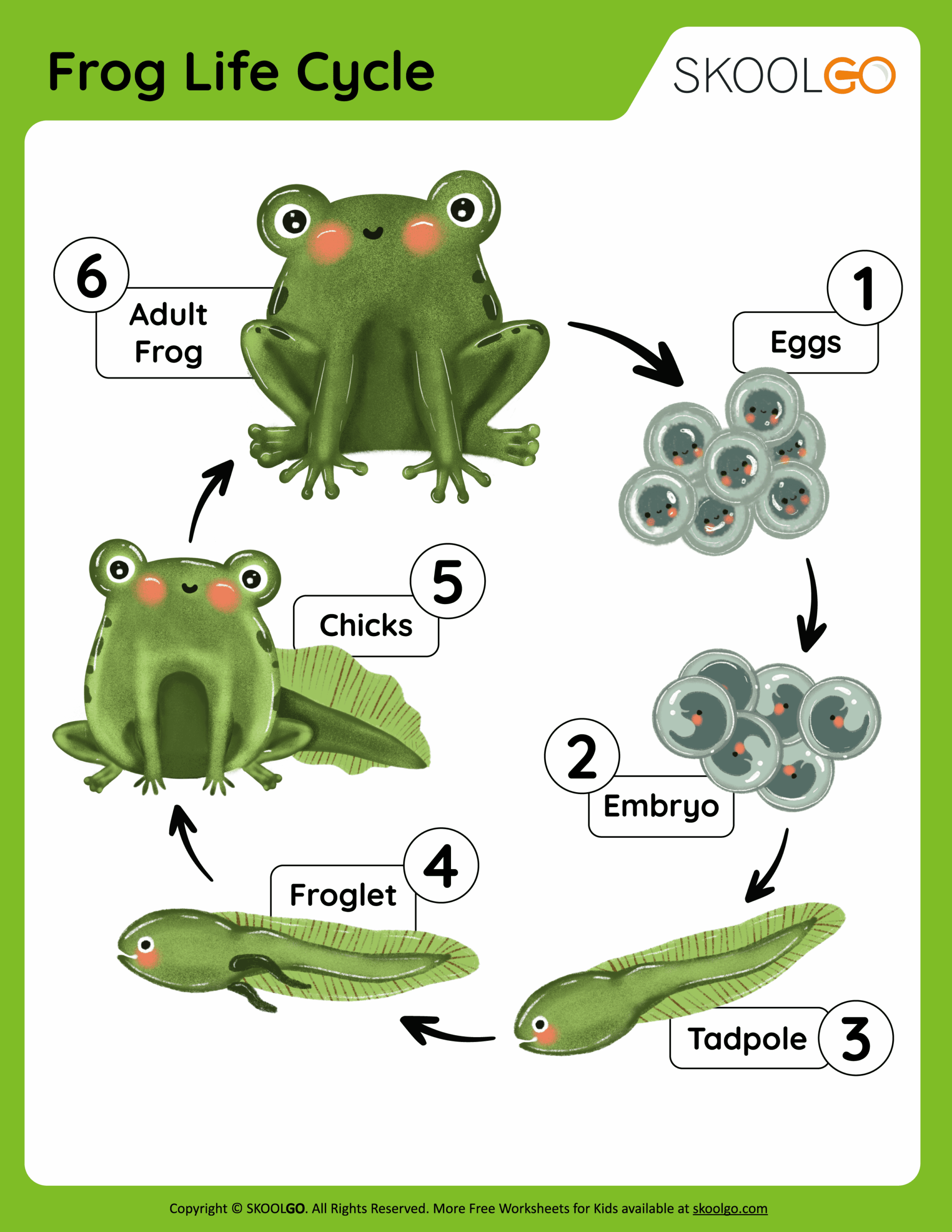Frog Life Cycle Free Worksheet SKOOLGO Frog Life Cycle Printable And Activities For Hands On Science Lessons