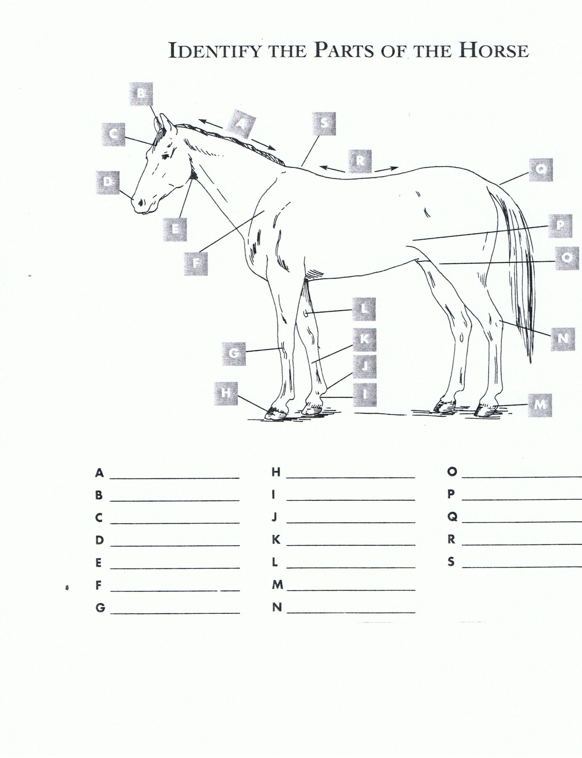 Horse Anatomy Worksheet Learn Equine Physiology With Interactive Exercises