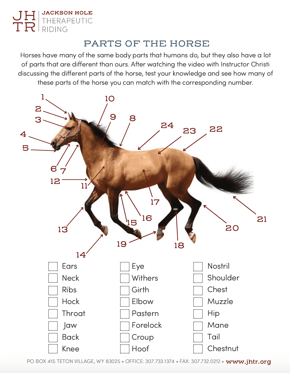 Horse Body Parts Jackson Hole Therapeutic Riding Worksheets Library
