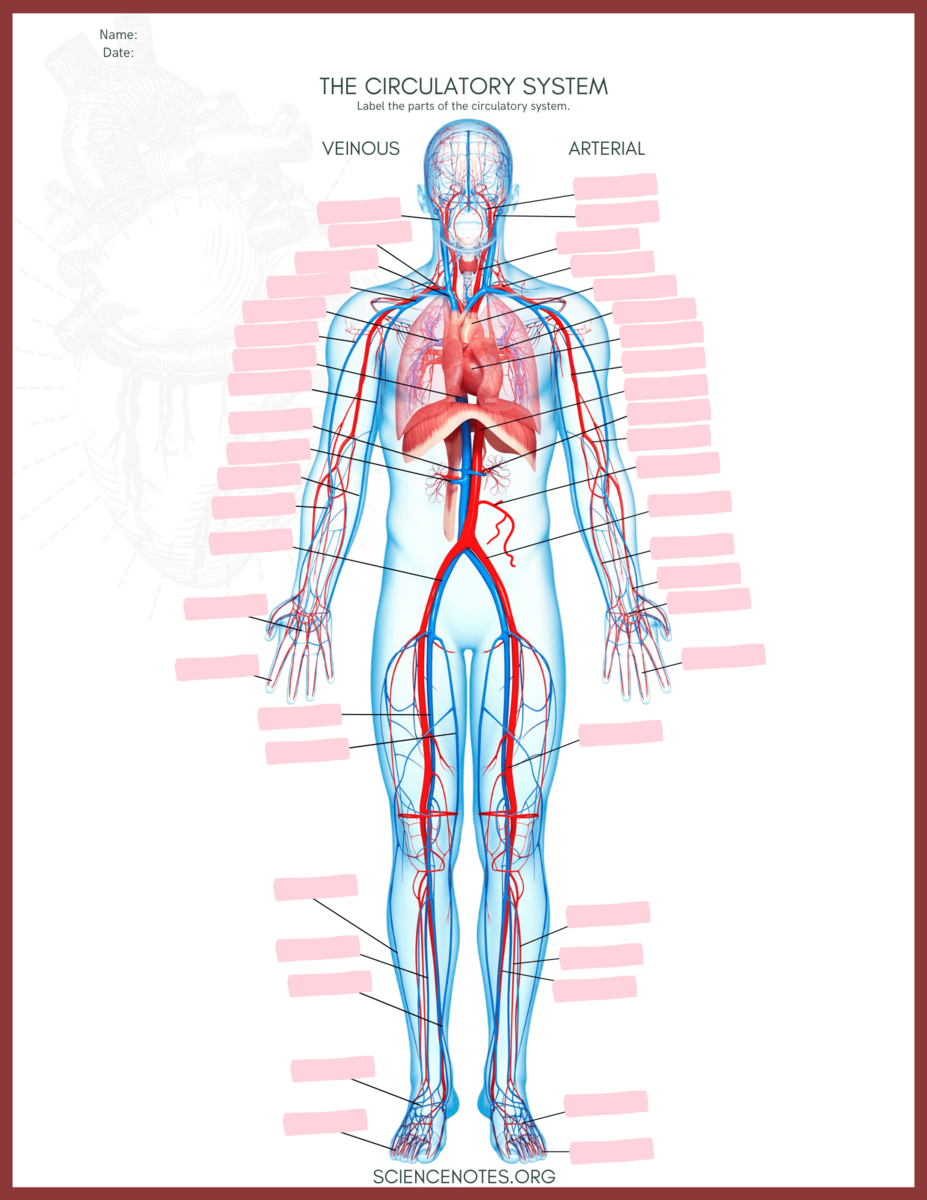 Human Anatomy Worksheets And Study Guides