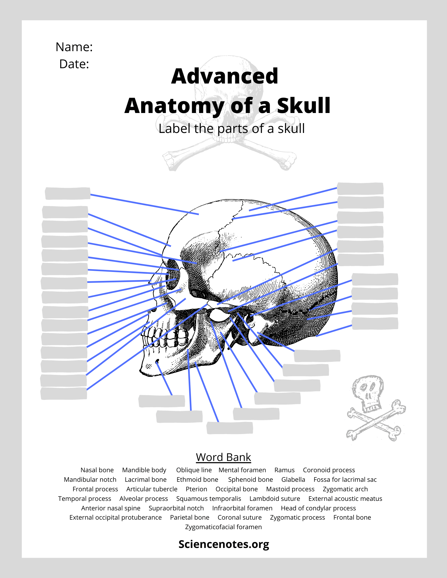 Human Anatomy Worksheets And Study Guides