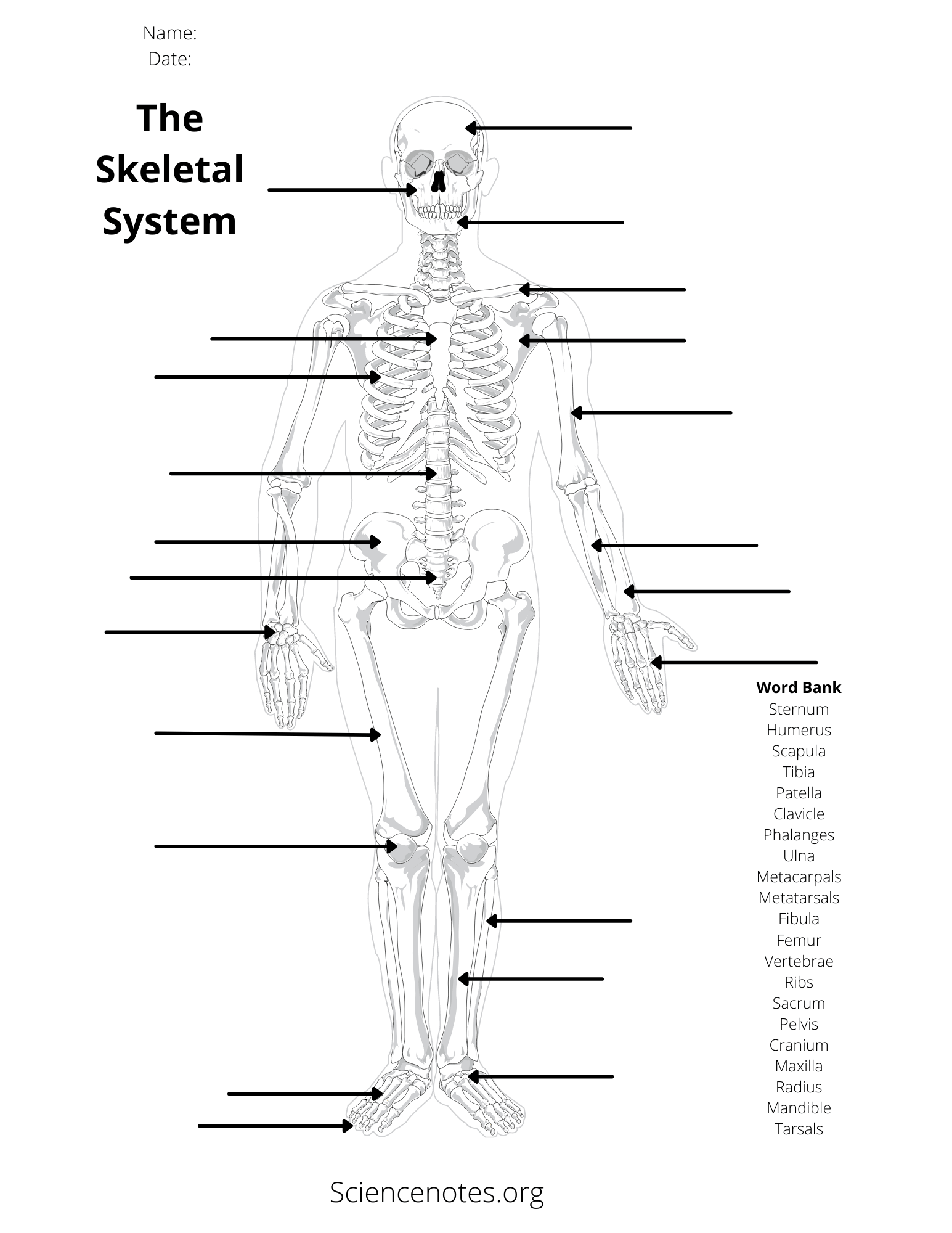 Human Anatomy Worksheets And Study Guides Worksheets Library
