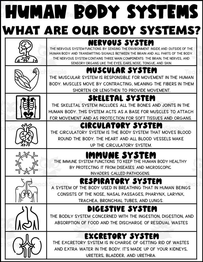 Human Body Systems Printable By Teach Simple