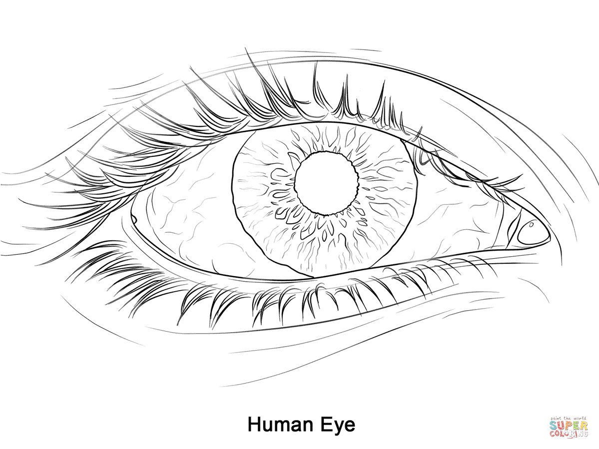 Human Eye Coloring Page Free Printable Human Eye Coloring Page Free Printable