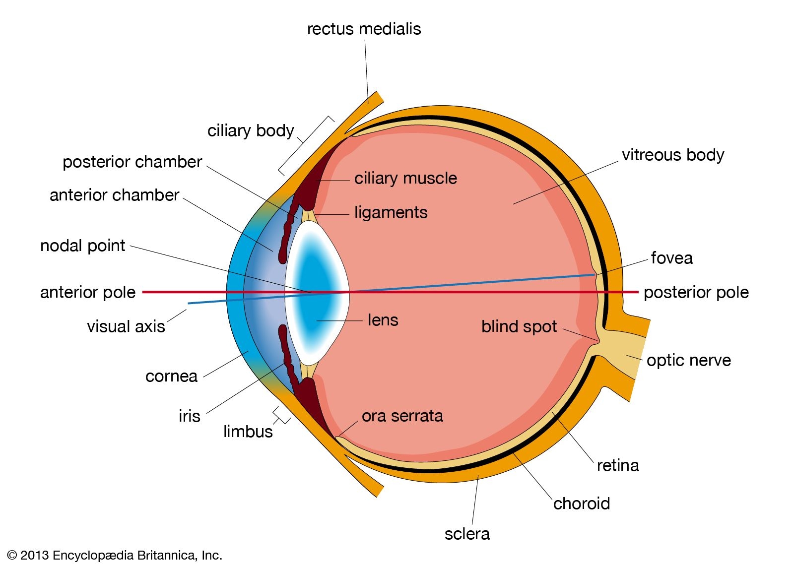 Human Eye Definition Anatomy Diagram Function Facts Britannica