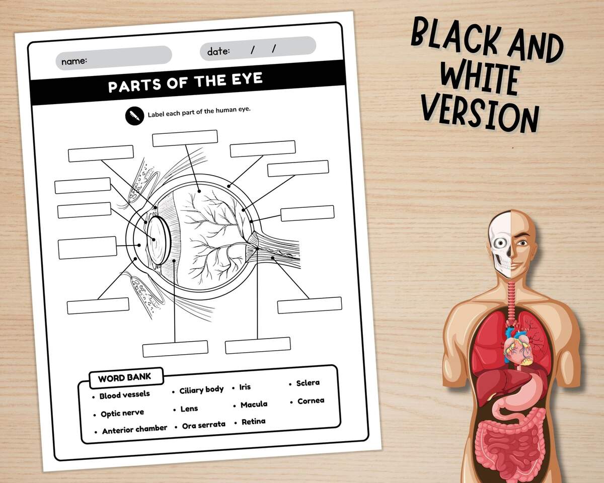 Human Eye Parts Labeling Worksheet Anatomy Of The Eye Parts Of The Human Eye Worksheets Instant Download Printable PDF Etsy Parts Of The Eye Diagram Worksheet Eye Anatomy Word Seach Coloring Human Body Science Activity Teaching Resources