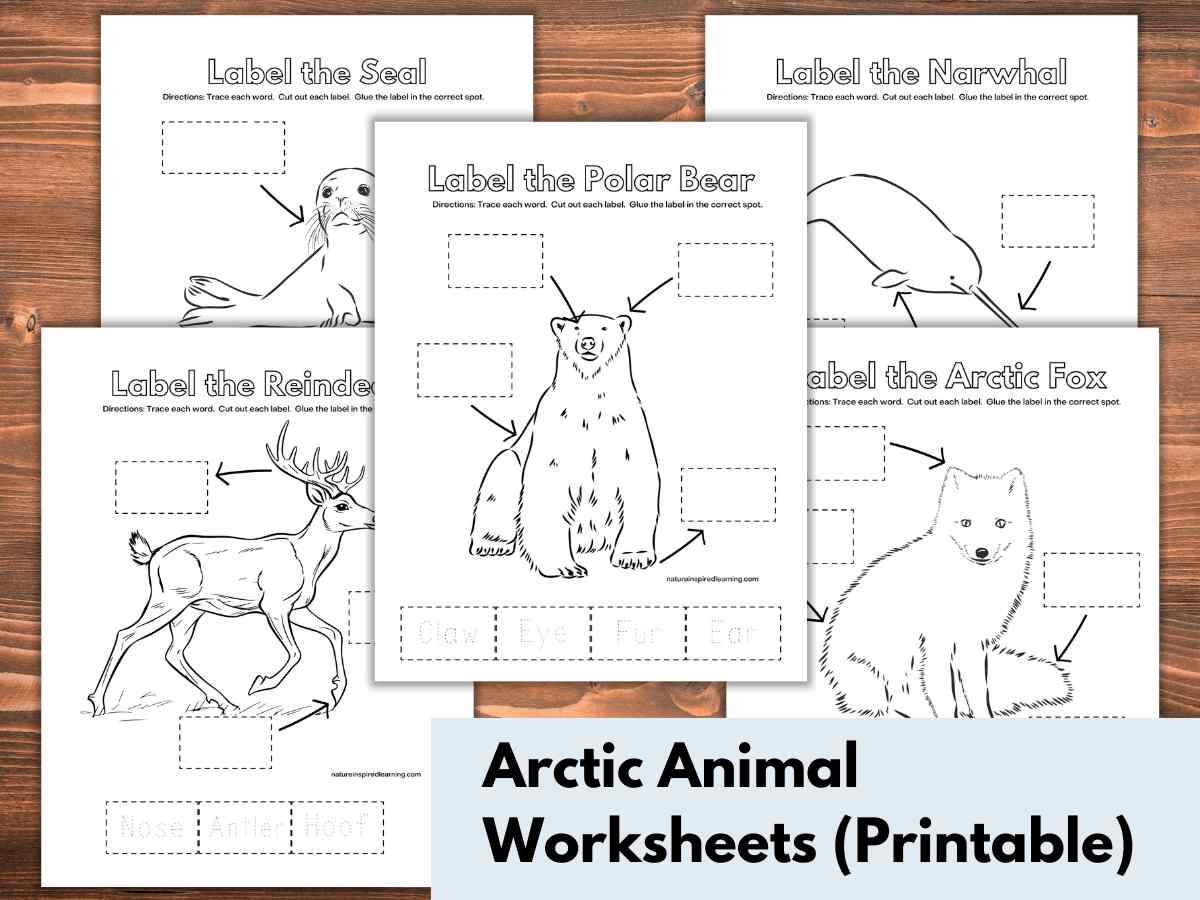 Label The Arctic Animal Worksheets Nature Inspired Learning