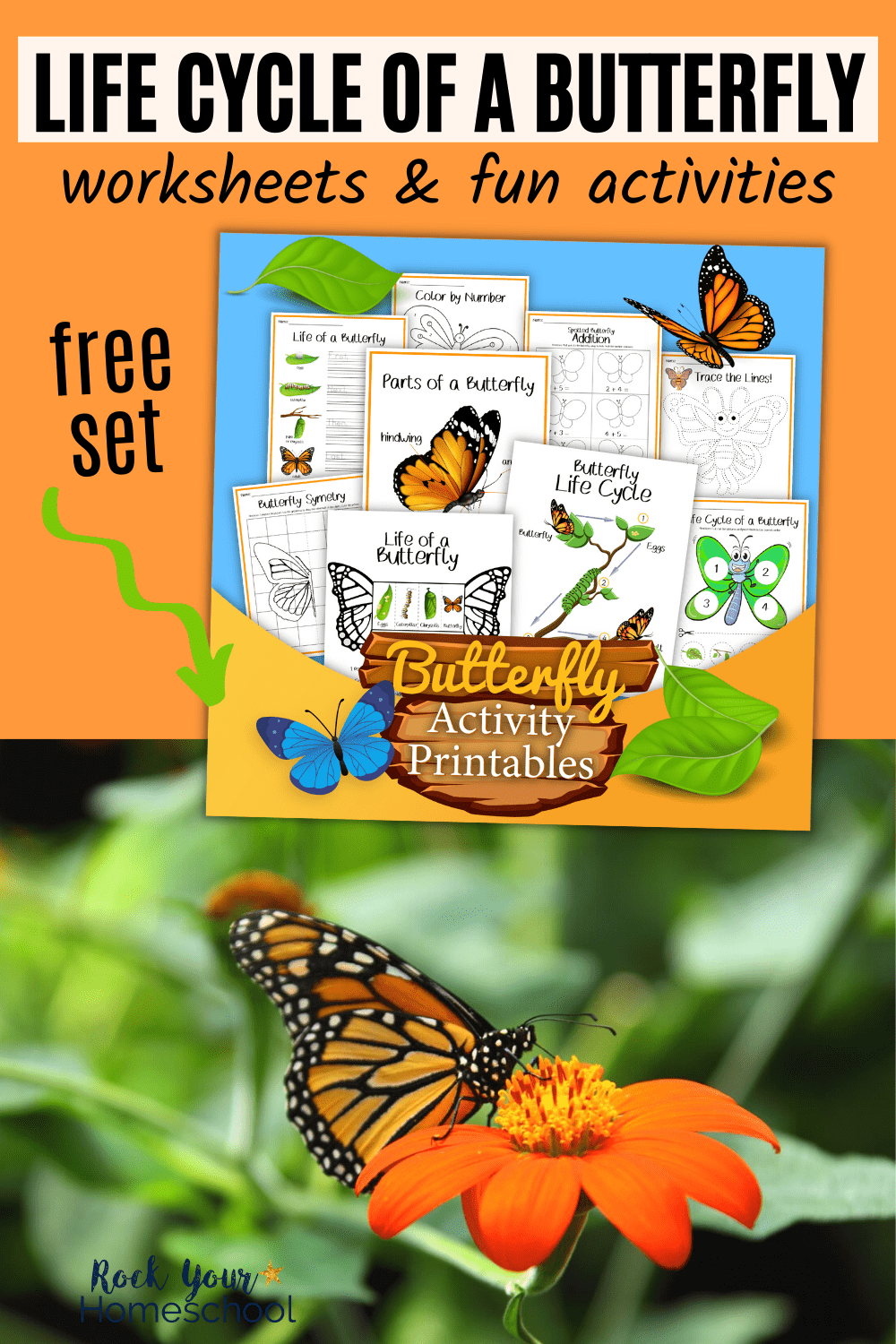 Life Cycle Of A Butterfly Worksheets Free Printables
