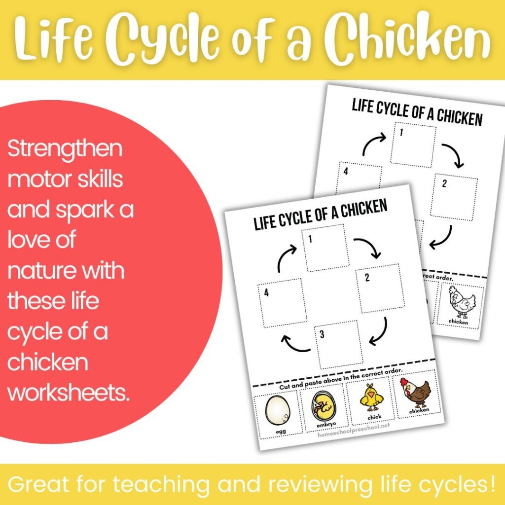 Life Cycle Of A Chicken Worksheet Homeschool Preschool Shop