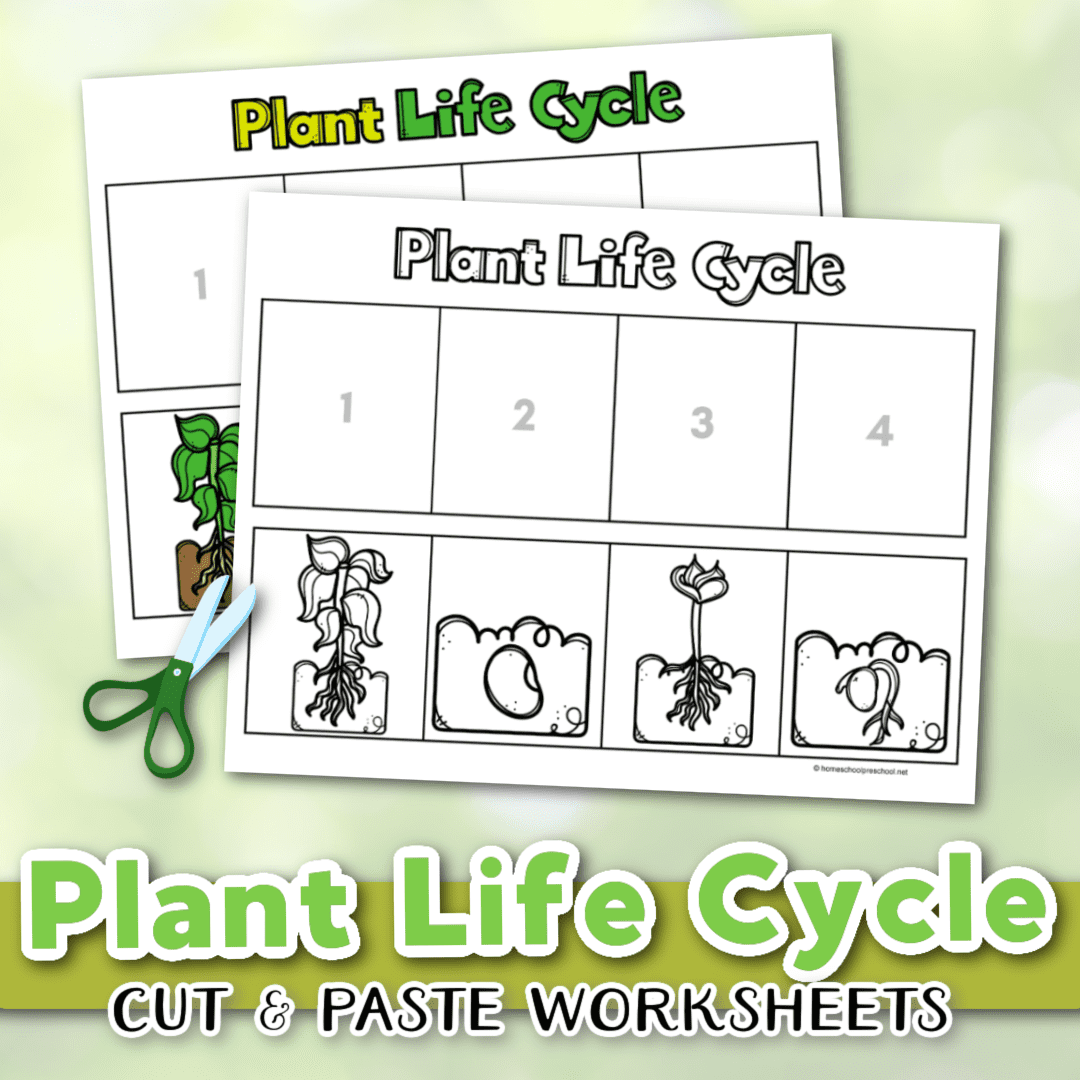 Life Cycle Of A Plant Worksheet Download Now