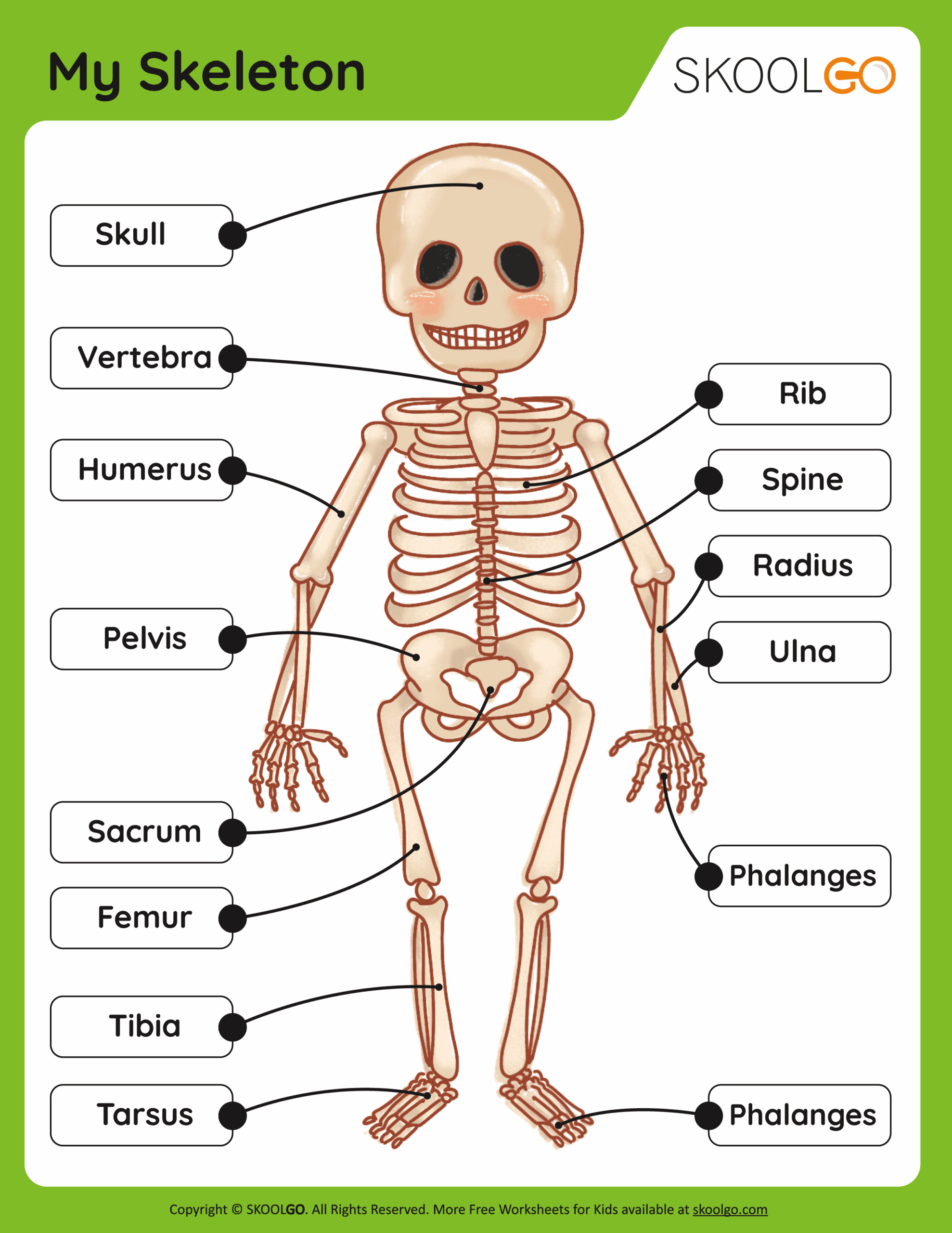 Printable 4th Grade Bones Worksheets
