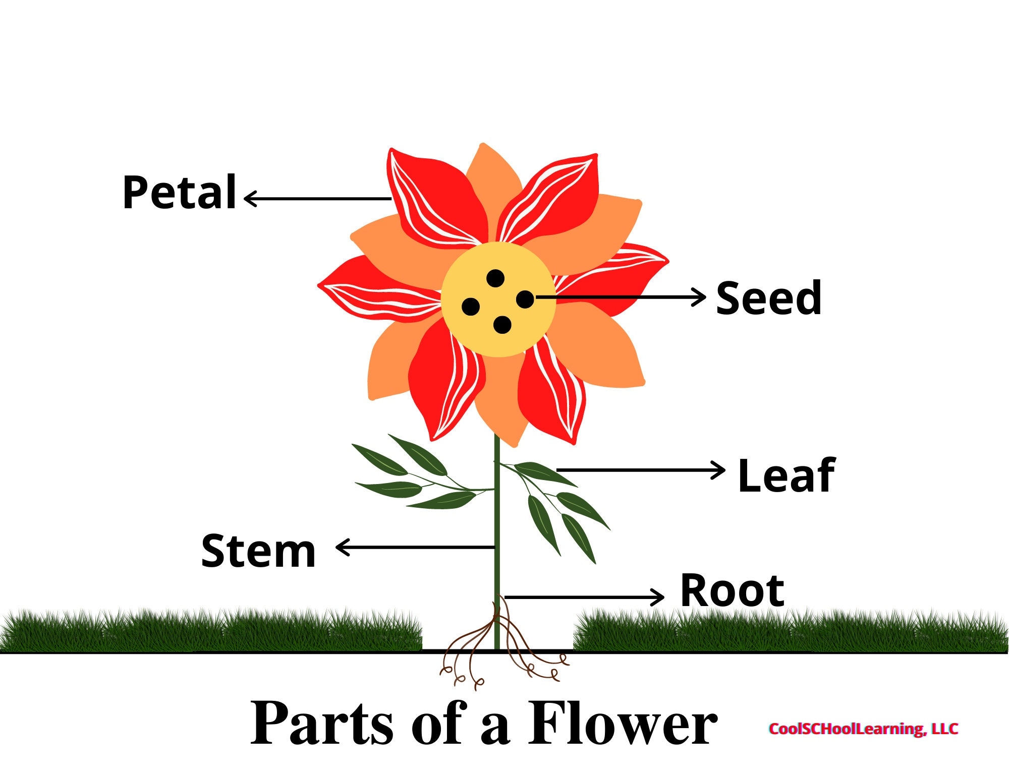 Parts Of A Flower Printable Kindergarten Classroom Decor Preschool Science Nature Homeschool Learning Worksheets Kids Etsy