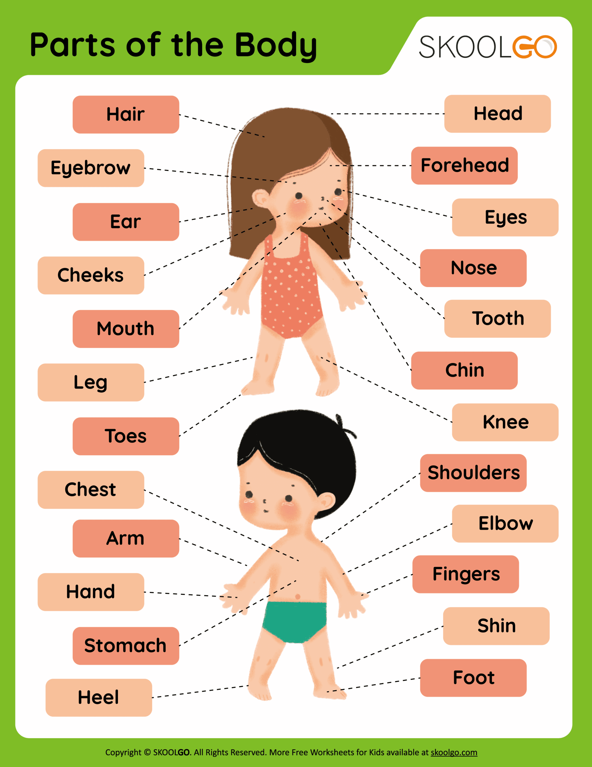 Parts Of The Body Free Worksheet SKOOLGO