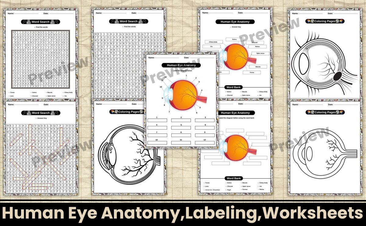 Parts Of The Eye Diagram Worksheet Eye Anatomy Word Seach Coloring Human Body Science Activity Teaching Resources Parts Of The Eye Diagram Worksheet Eye Anatomy Word Seach Coloring Human Body Science Activity Teaching Resources