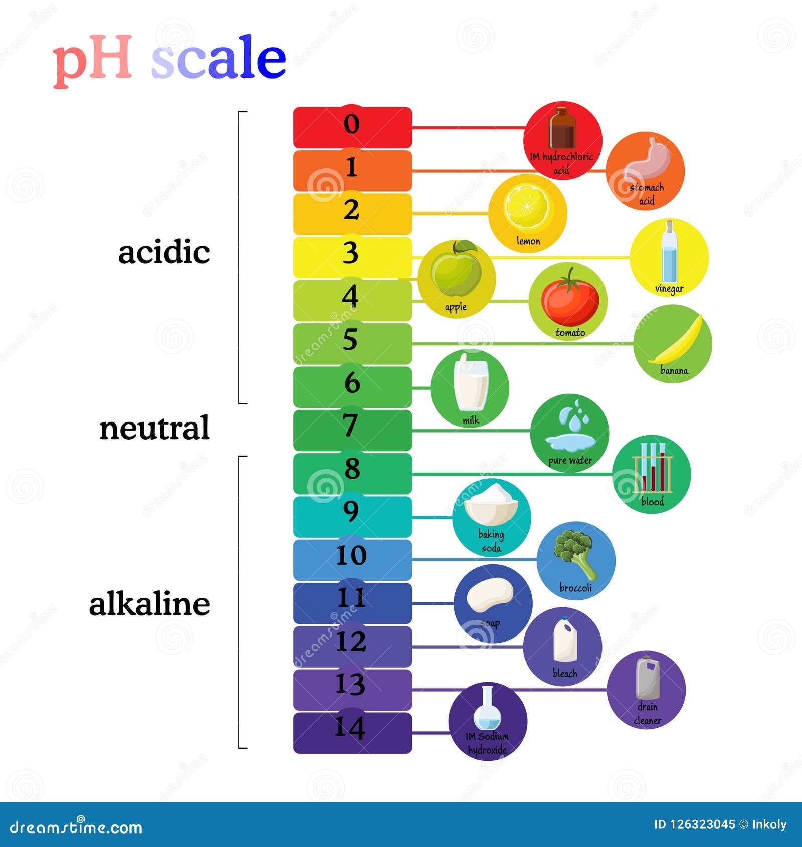 PH Scale Diagram With Corresponding Acidic Or Alkaline Values For Common Substances Food Household Chemicals Stock Vector Illustration Of Scale Bleach 126323045