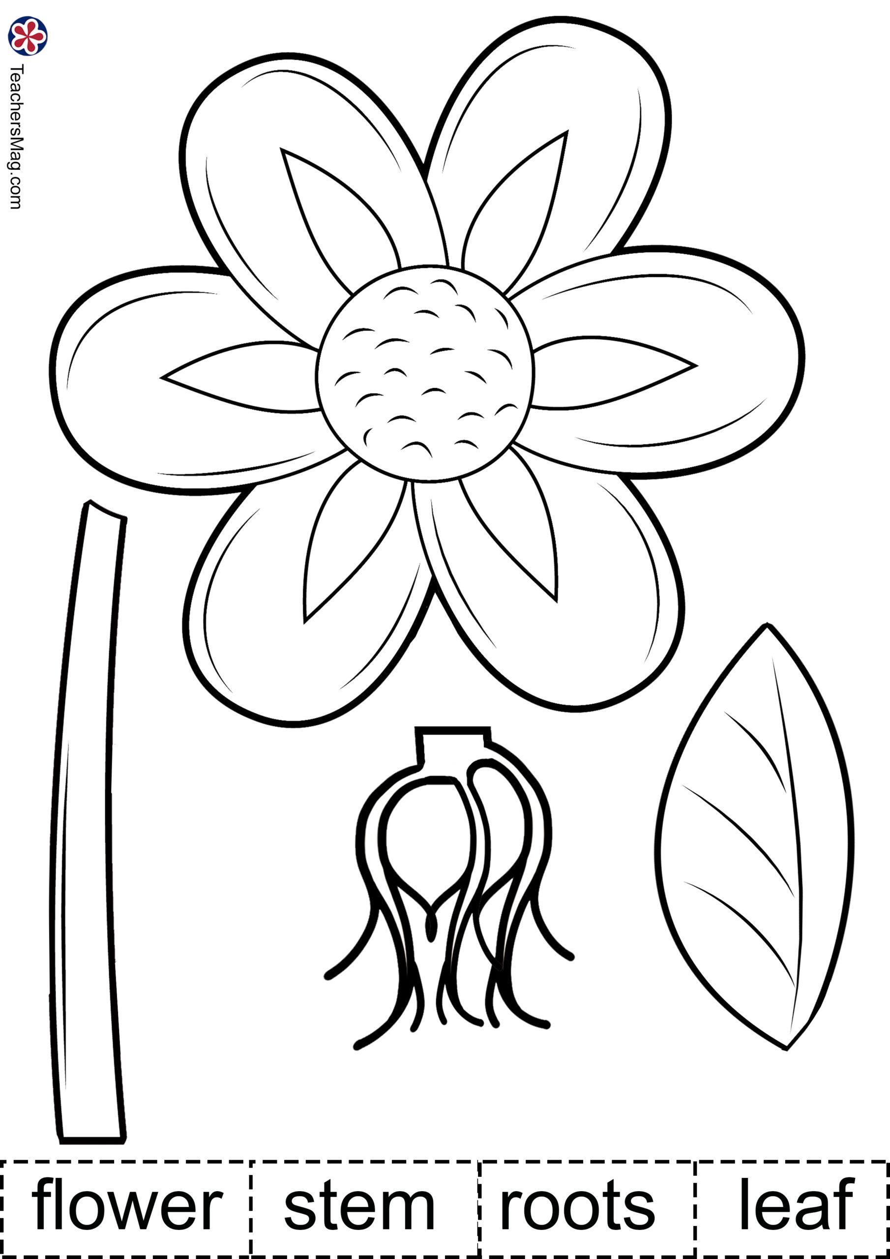Plant Activities For Preschoolers Parts Of A Plant Worksheet TeachersMag Plant Activities For Preschoolers Parts Of A Plant Worksheet TeachersMag