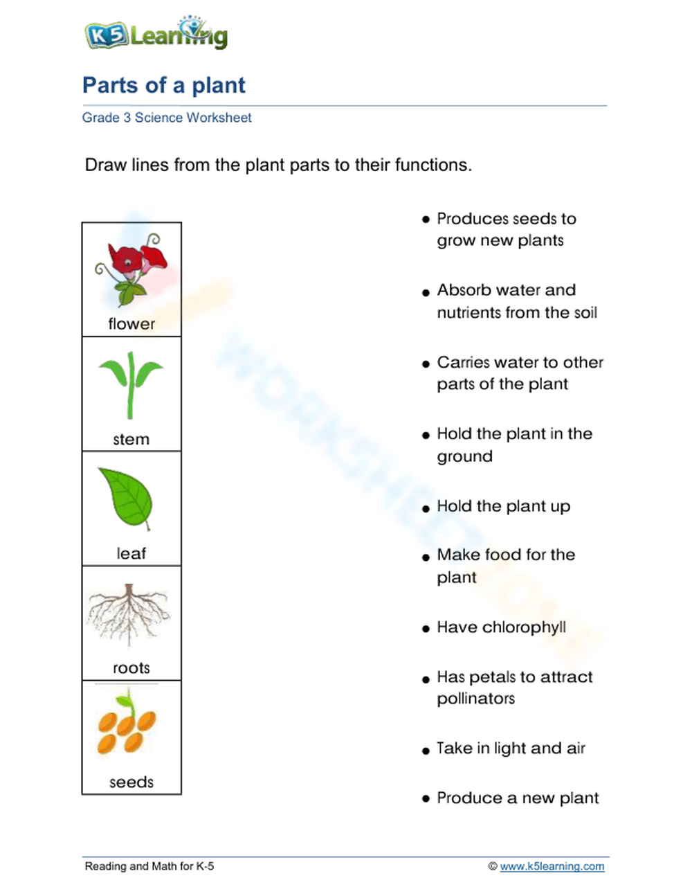 Printable Activities Parts Of A Plant Worksheet For Kindergarten Made By Teachers