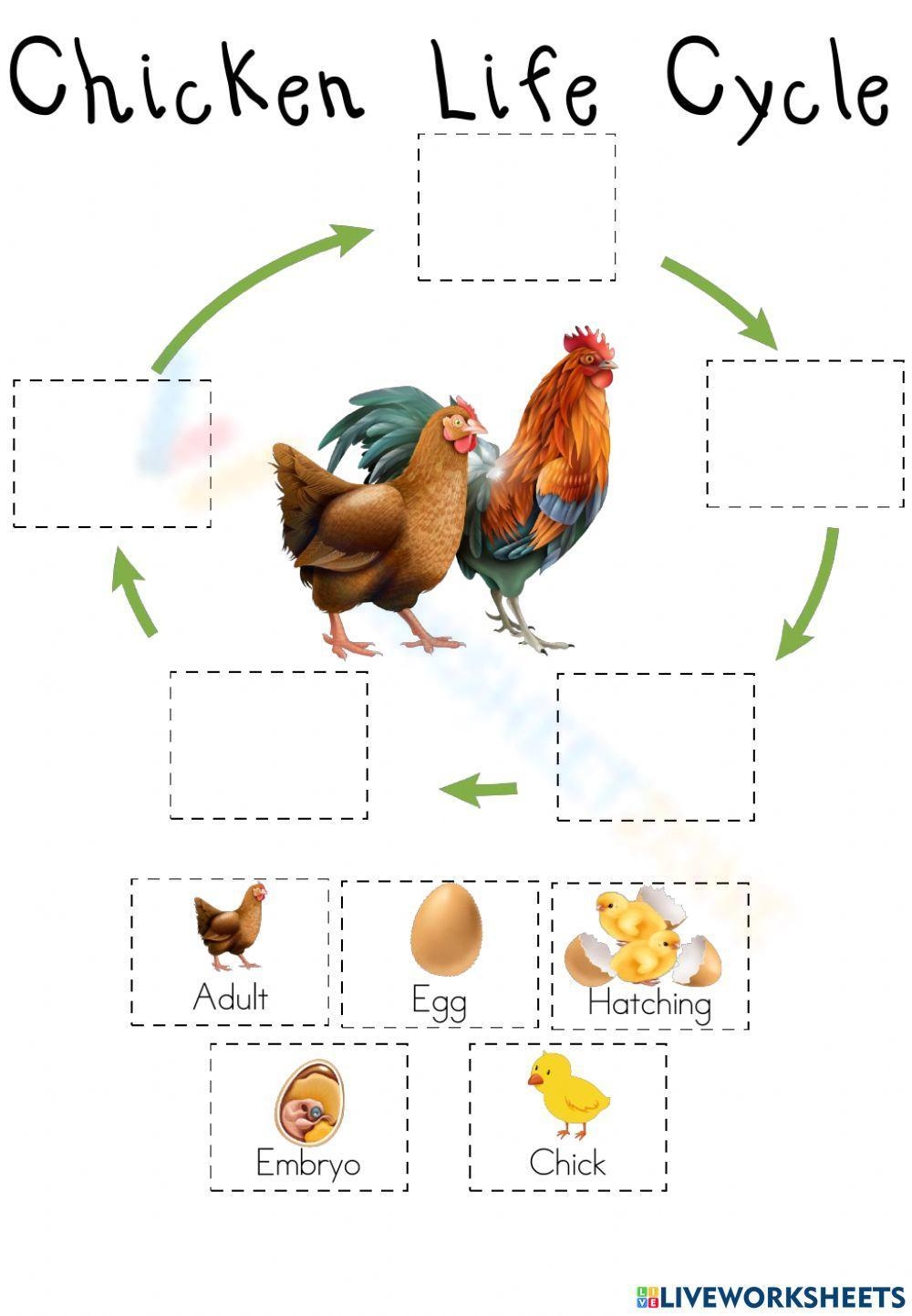 Printable 3rd Grade Chicken Life Cycle Worksheets