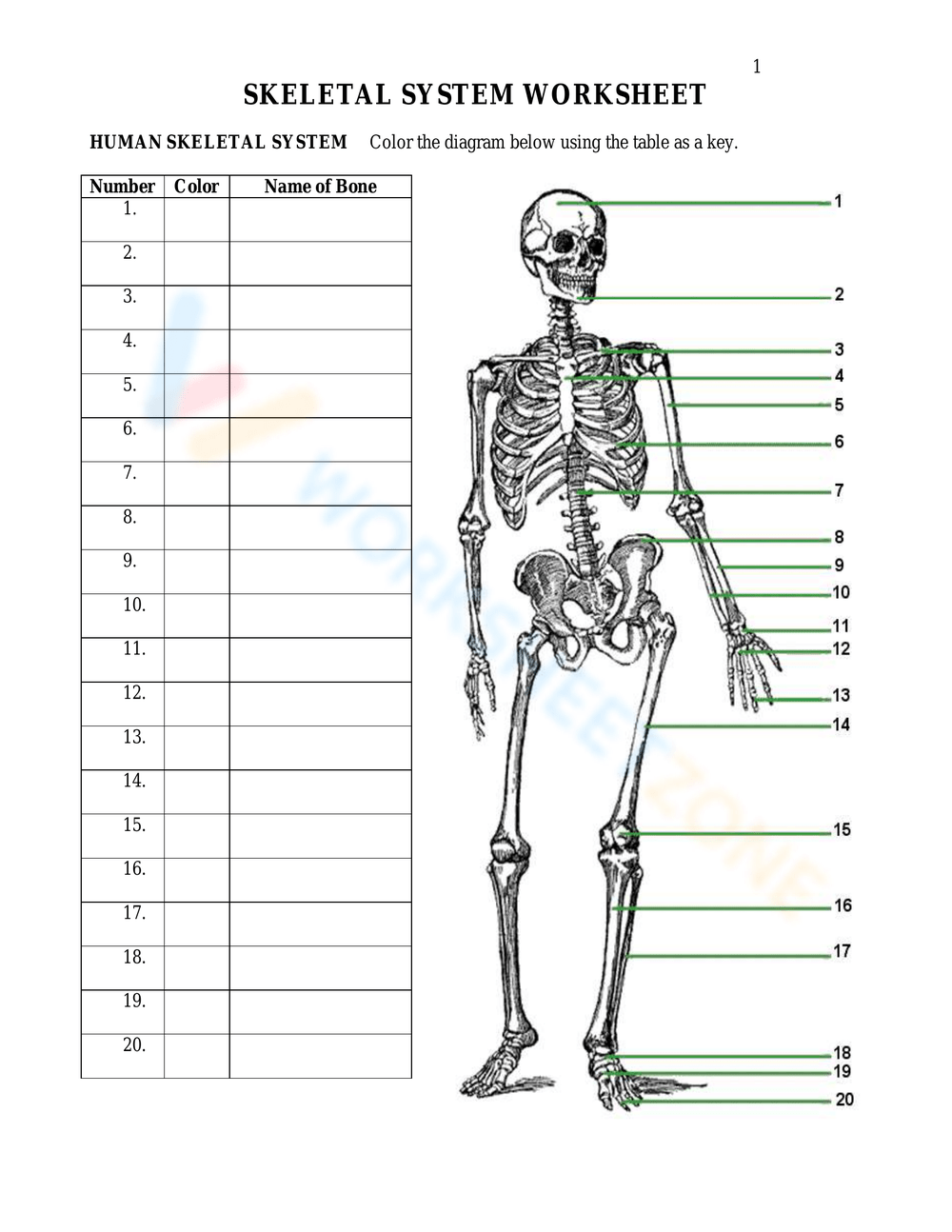 Printable 4th Grade Bones Worksheets