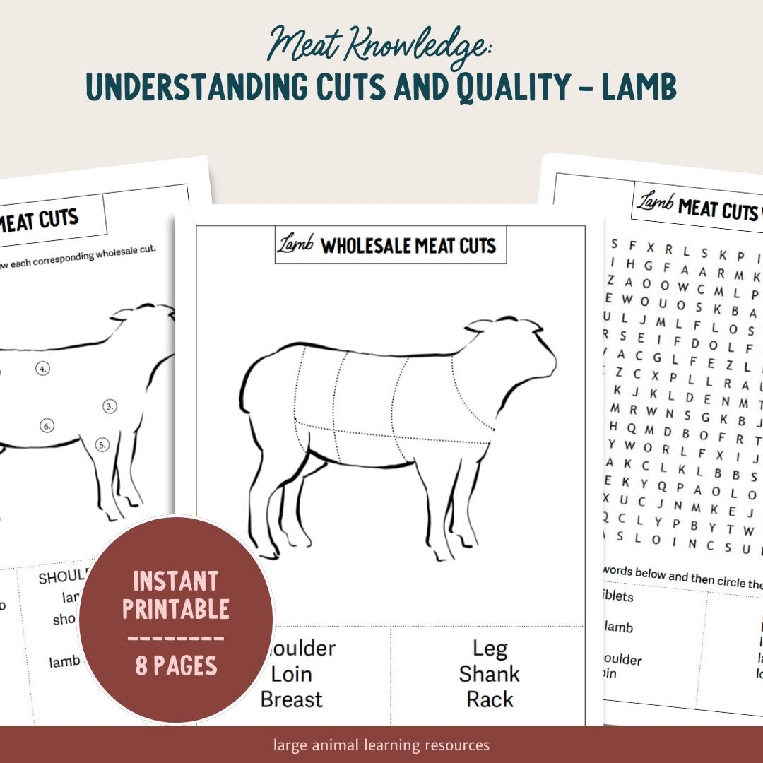 PRINTABLE Lamb Meat Cuts And Quality Learning About Sheep Etsy