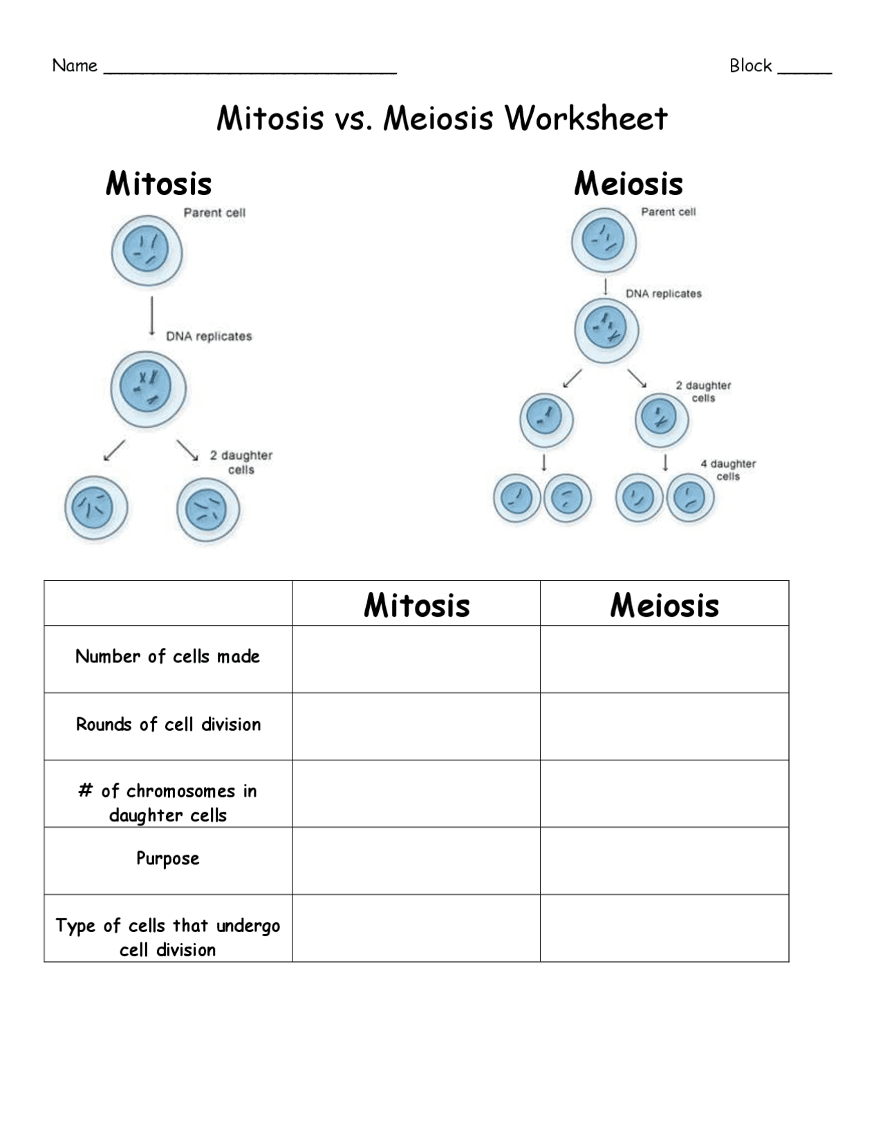 Printable Mitosis Verses Meiosis Worksheets Printable Mitosis Verses Meiosis Worksheets