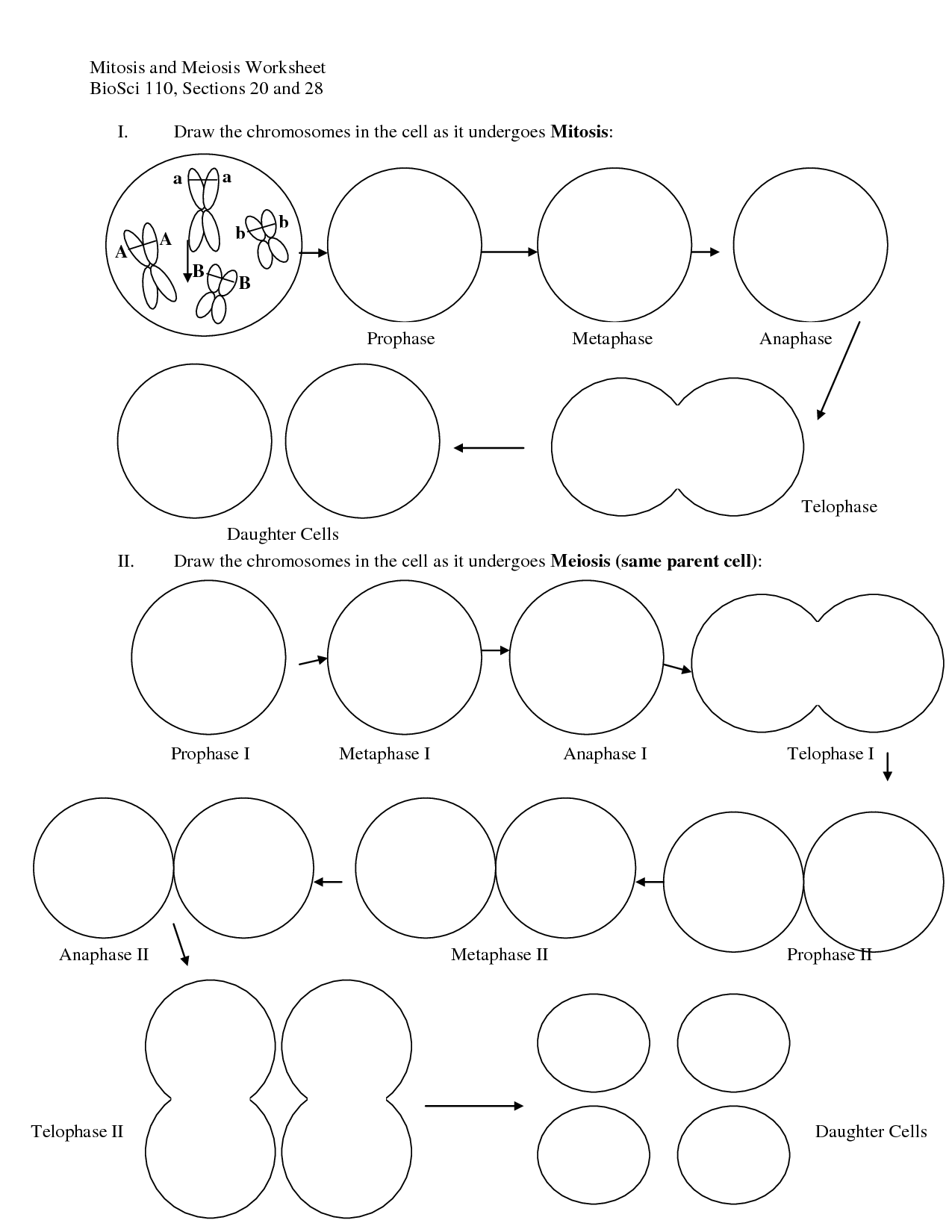 Printable Mitosis Verses Meiosis Worksheets Printable Mitosis Verses Meiosis Worksheets
