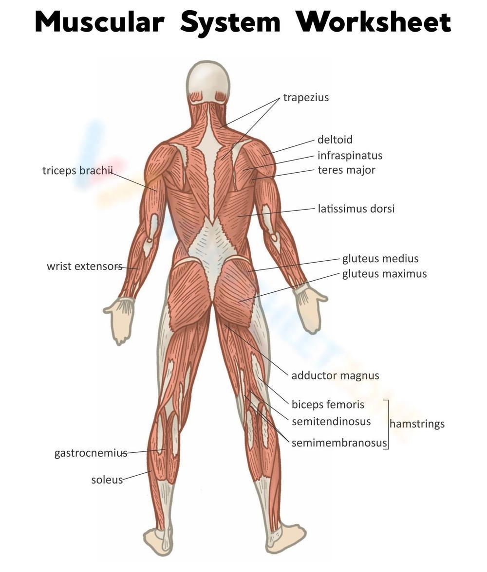 Printable Muscular System Worksheets