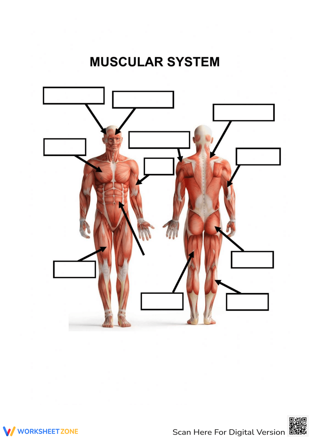 Worksheets Muscle Anatomy 10 Free PDF Printables Printablee