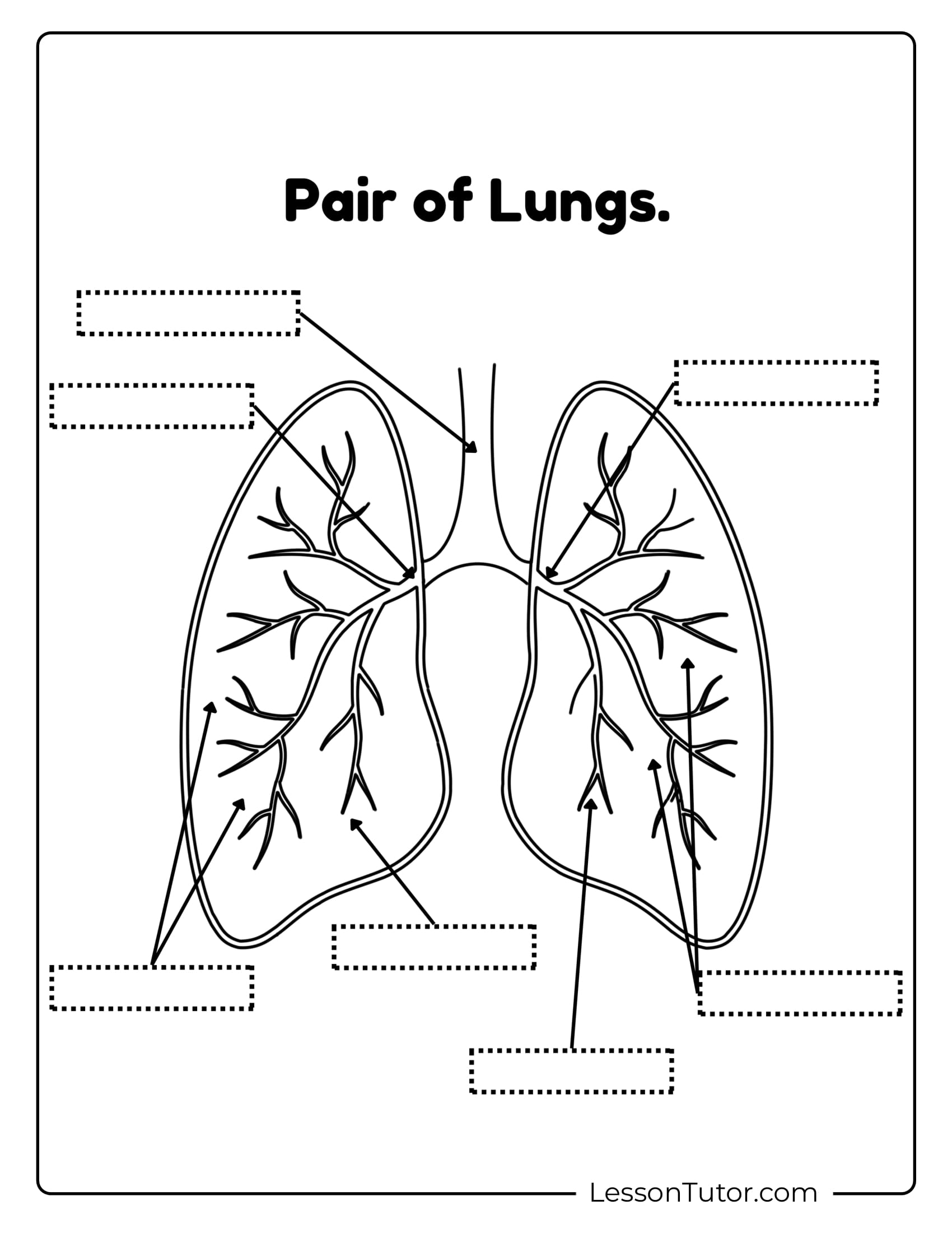 Respiratory System Worksheets Free Coloring Pages PDF Printables And Worksheets Lesson Tutor