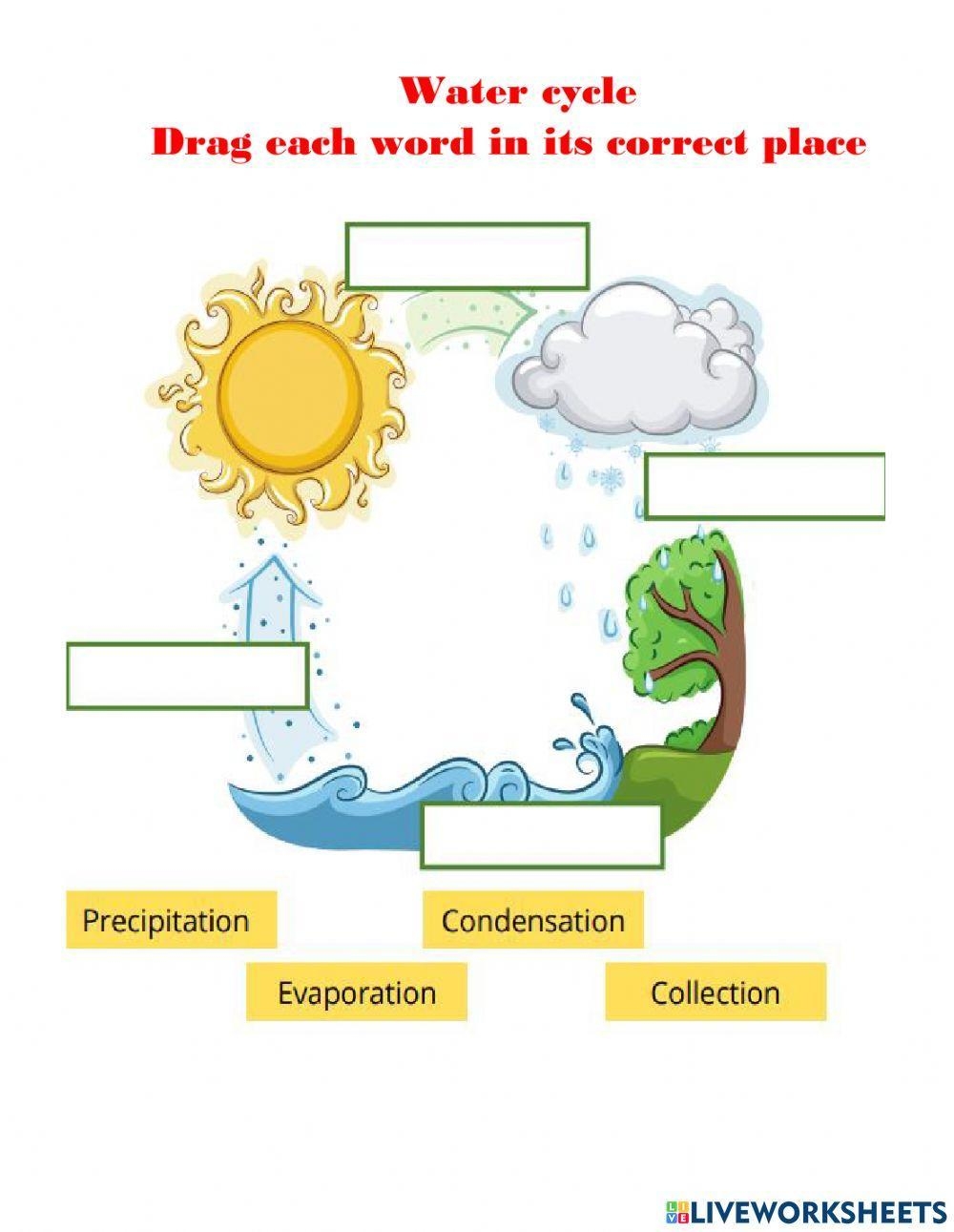 Water Cycle Online Activity For 2 Worksheets Library
