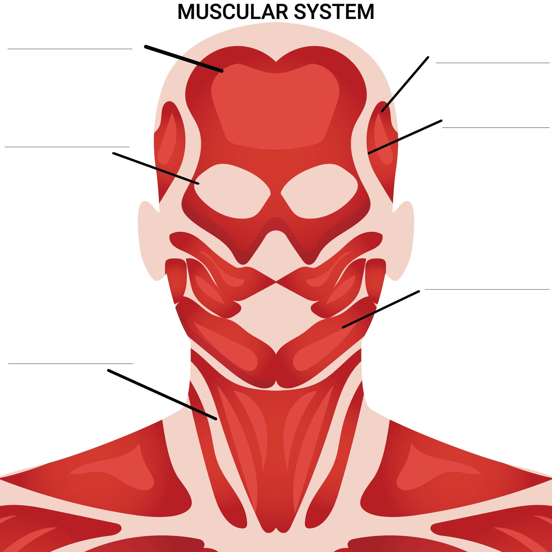 Worksheets Muscle Anatomy 10 Free PDF Printables Printablee